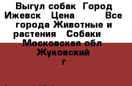 Выгул собак. Город Ижевск › Цена ­ 150 - Все города Животные и растения » Собаки   . Московская обл.,Жуковский г.